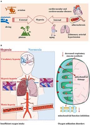 Hypoxia and Alpha-Synuclein: Inextricable Link Underlying the Pathologic Progression of Parkinson's Disease